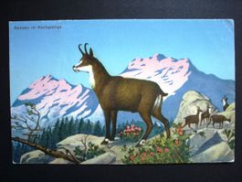 GEMSEN im Hochgebirge