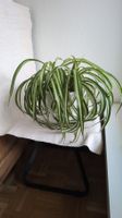 Spider Plant
