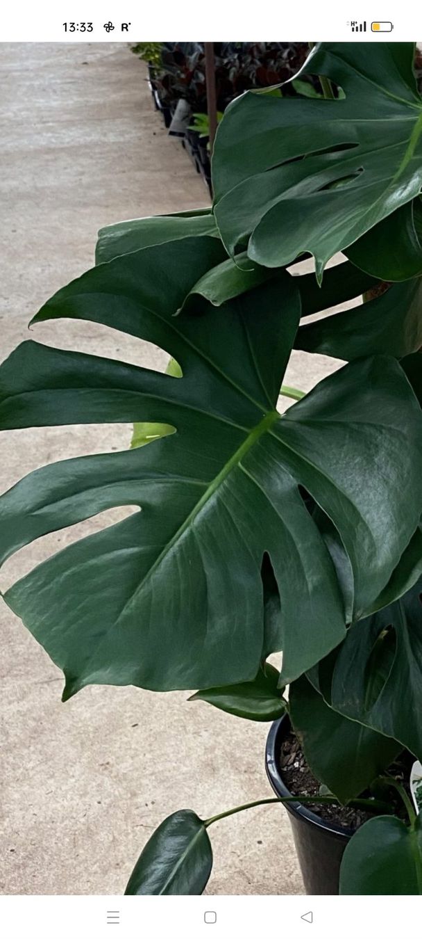 Piante & sementi: monstera tauerii bebe – Usato da St-Aubin-Sauges venduto da may_2yrv 4
