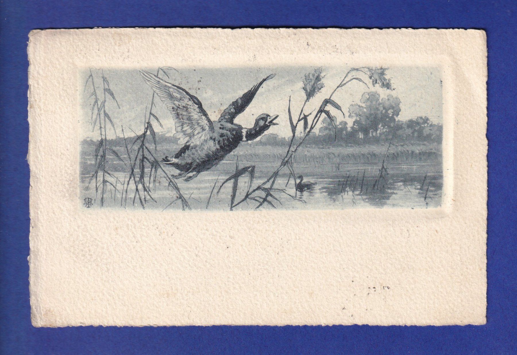 Cartes postales: CANARD – D'occasion à Pully par nicecards-shop