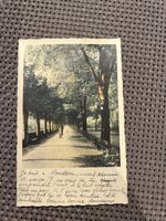 Carte Postale Ancienne: Vue Allée Bordée Arbres, Suisse