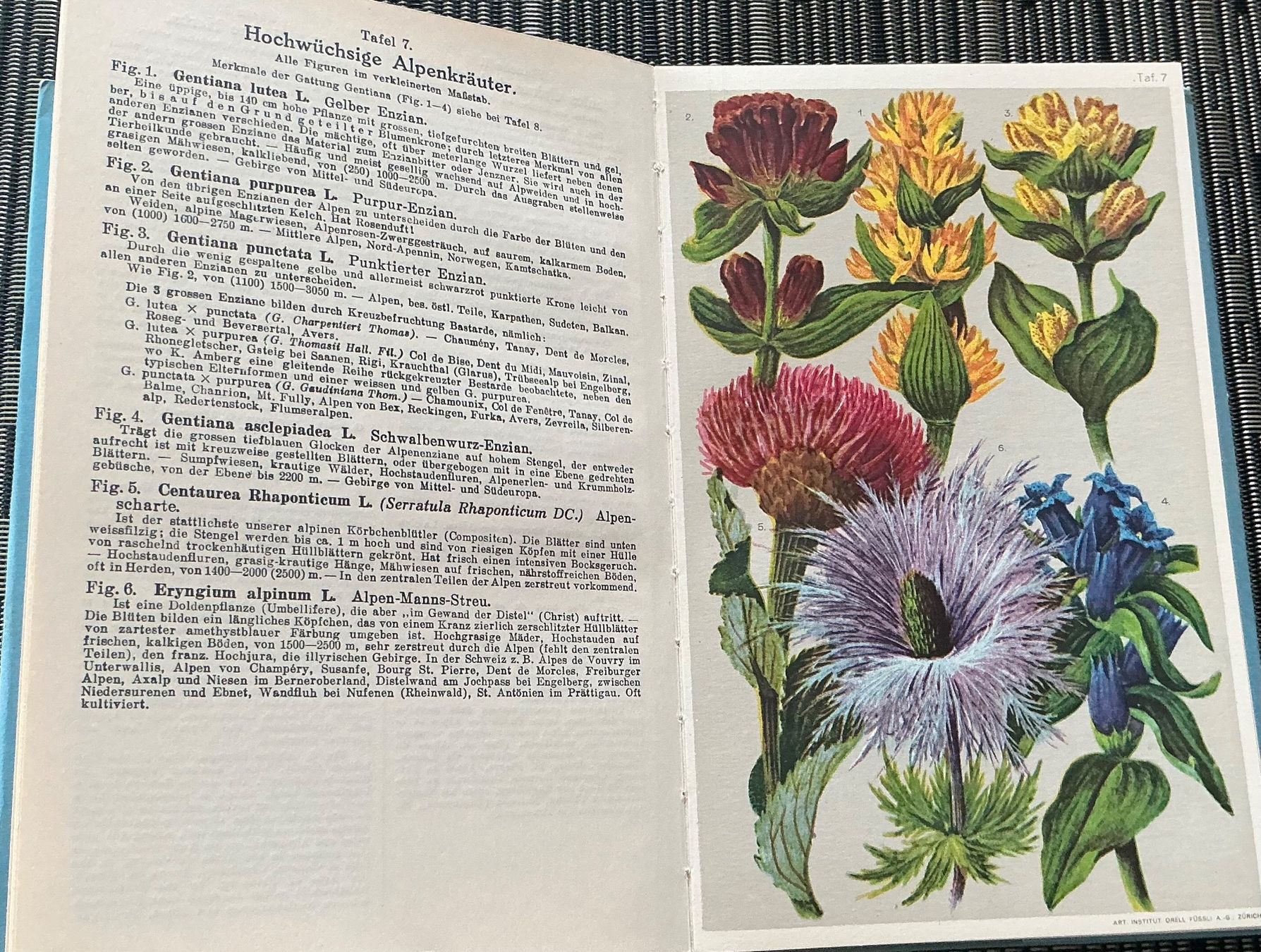 Bücher: Alpen-Flora - Prof. E. Schröter, 207 kol. Abbildungen, 1940 – Gebraucht aus Crans-Montana von plainemorte 5