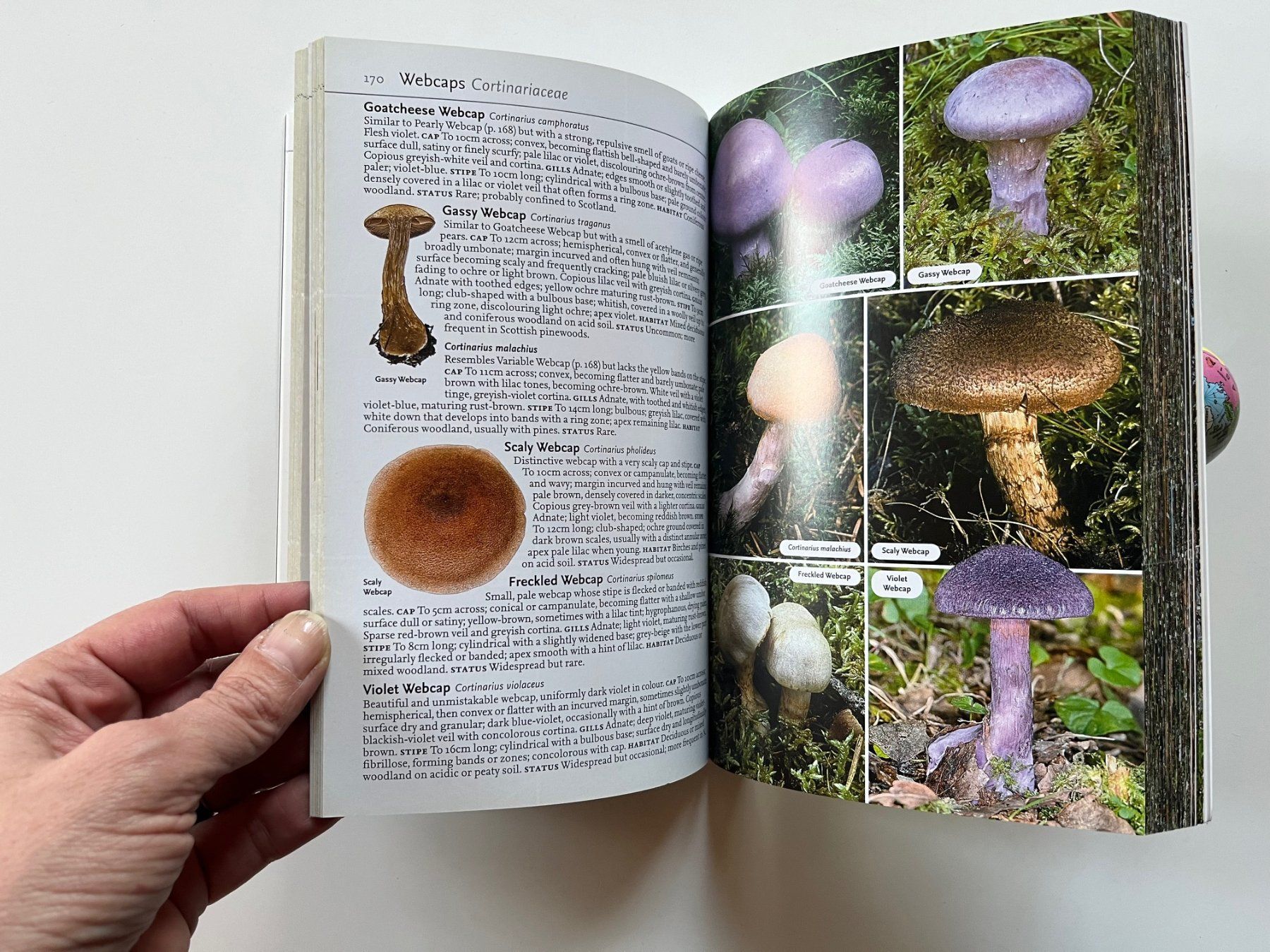 Libri: Collins Complete Guide to British Mushrooms Toadstools – Usato da Laufen venduto da Nuria44 5