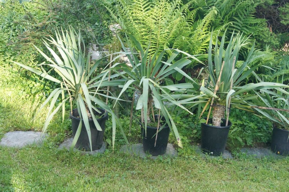 Yucca filamentosa winterhart für Garten Kaufen auf Ricardo