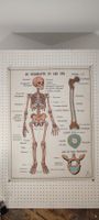 Wunderschönes Medizin Wandbild Französisch Nr7 Doppelseitig