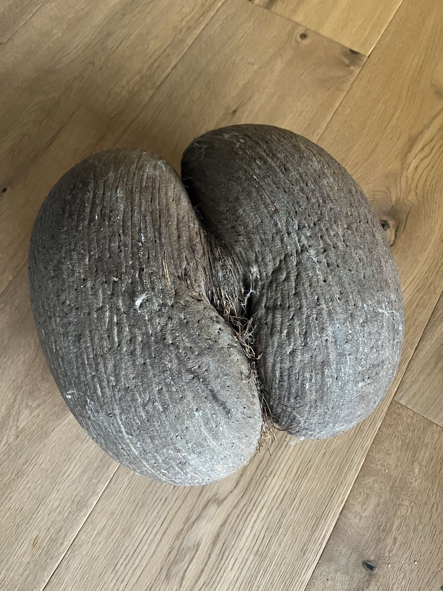 Piante & sementi: Coco de Mer aus den Seychellen – Nuovo (secondo la descrizione) da Muhen venduto da Mloulou 2