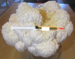 Semences de Champignon Hérisson (Lion's Mane)- Mycélium