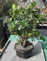 ZIMMERBONSAI FICUS ( CA. 25 JAHRE )