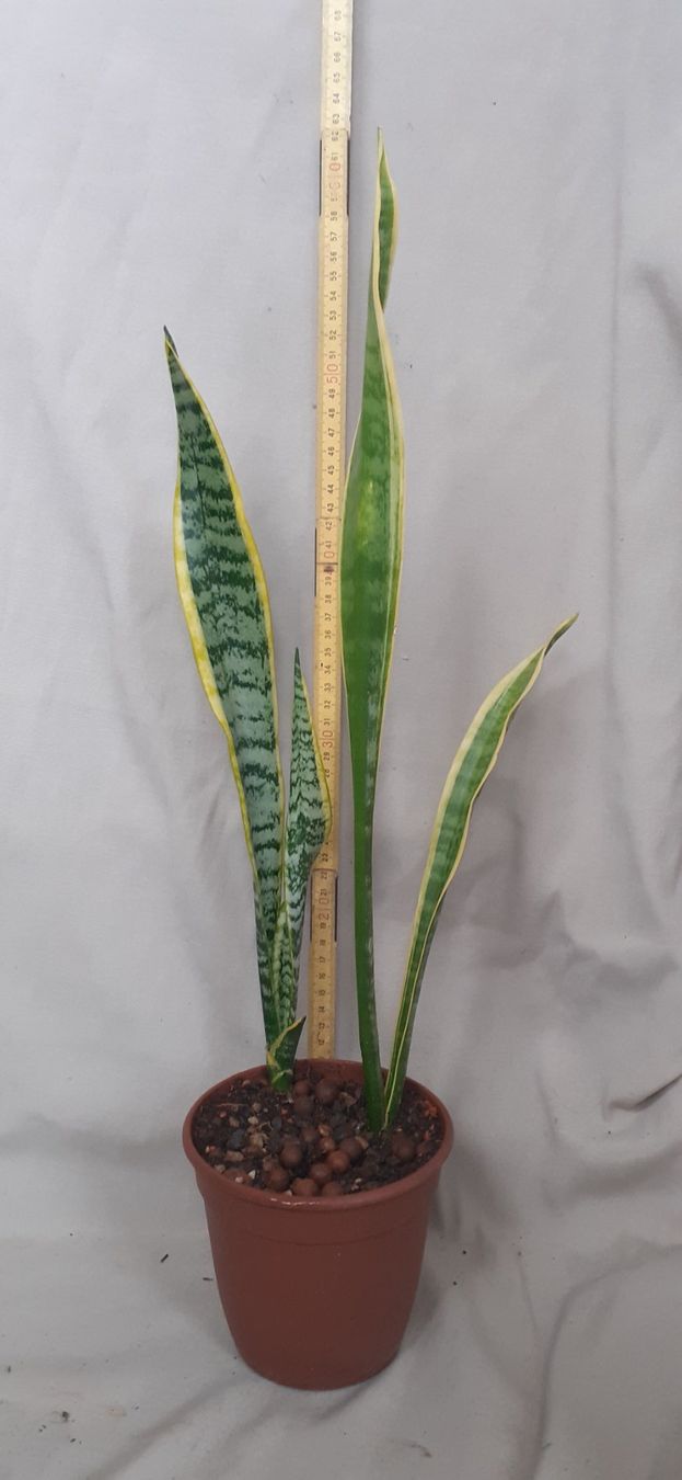 Pflanzen & Samen: Bogenhanf Sansevieria Ableger ca. 1 Jahr alt, ca. 62cm hoch – Neu (gemäss Beschreibung) aus Kilchberg ZH von hobbysale01