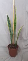 Bogenhanf Sansevieria Ableger ca. 1 Jahr alt, ca. 62cm hoch