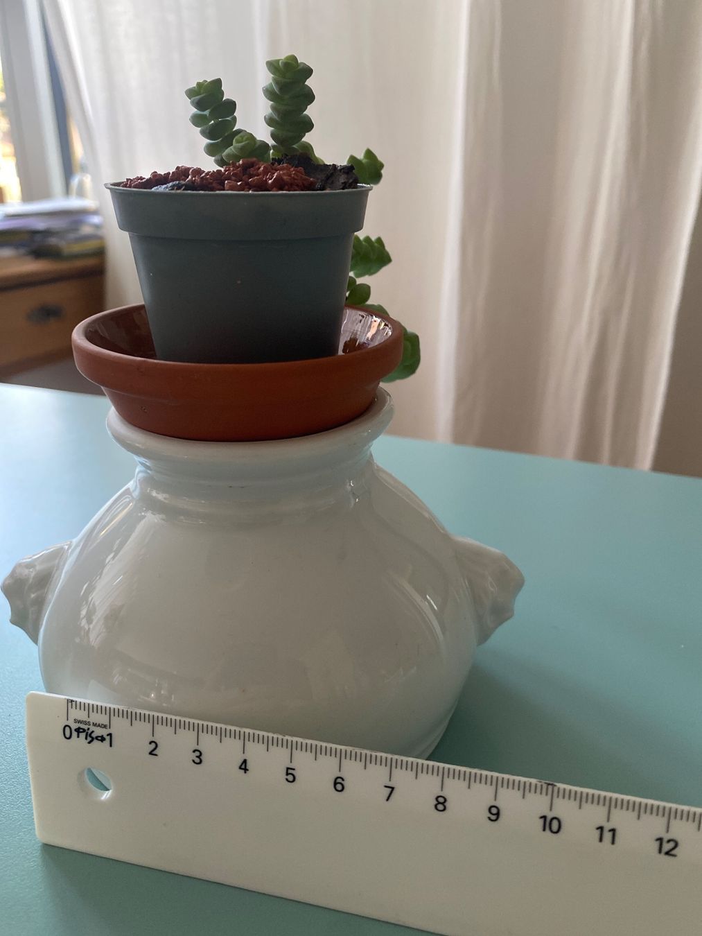 Plantes & graines: Felsendickblatt Sukulente ' Crassula' 5 – Neuf (Voir description) à Zürich par echt01 3