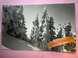 Winterwald auf Kunisbergli bei Adelboden.