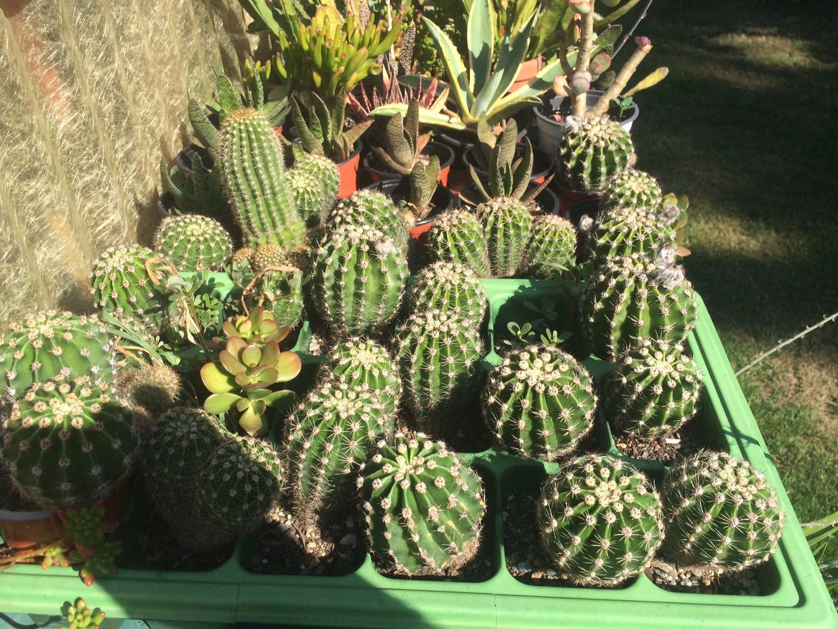 Piante & sementi: Echinopsis eyriesii – Nuovo (secondo la descrizione) da Vinelz venduto da Wellensittich55 2