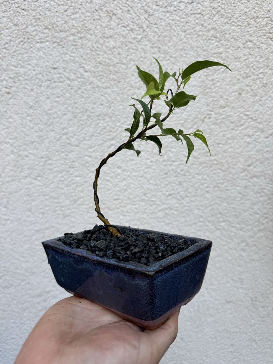 Pflanzen & Samen: Kleiner Ficus Bonsai – Gebraucht aus Rümlang von Gruseh.ch 2