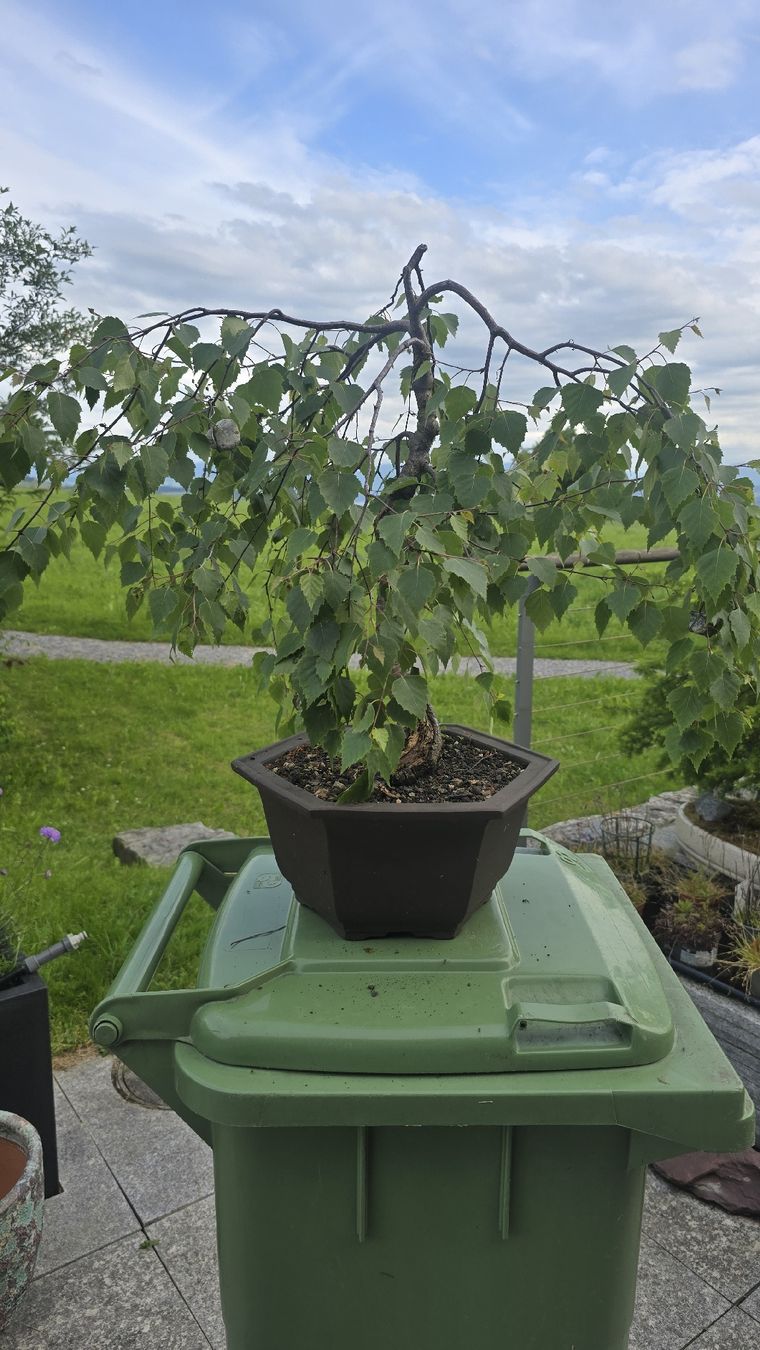 Bonsai Birke (Gebraucht) in Islisberg fr CHF 250  nur Abholung auf  Ricardo kaufen