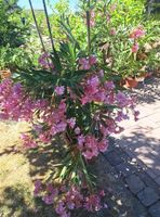 Oleander Jungpflanze, Madame Allen Rarität