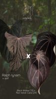 Anthurium (Ralph Lynam x self) x (BW x RVC)