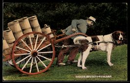 AK Bern, Berner Milchfuhrmann mit Hundegespann