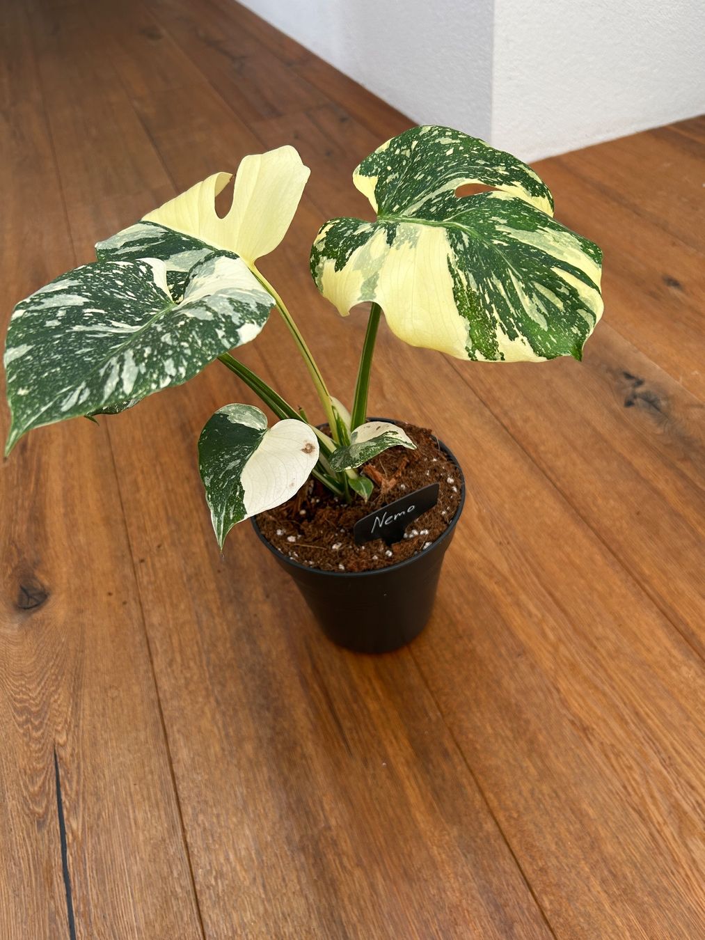 Piante & sementi: Monstera Thai Constellation💚 – Usato da Wattwil venduto da Mikesplantshop 1