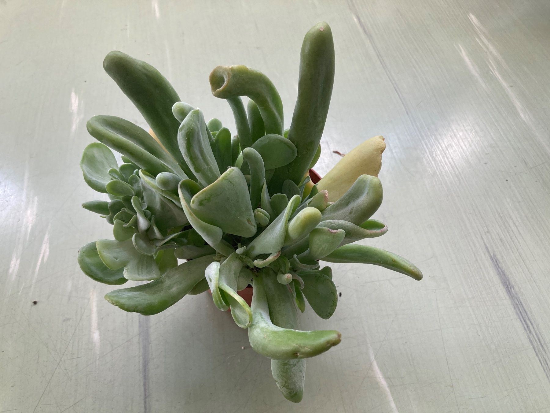 Piante & sementi: Kalanchoe luciae 'Oricula' – Usato da Winterthur venduto da greenspell