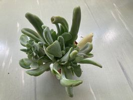 Kalanchoe luciae 'Oricula'