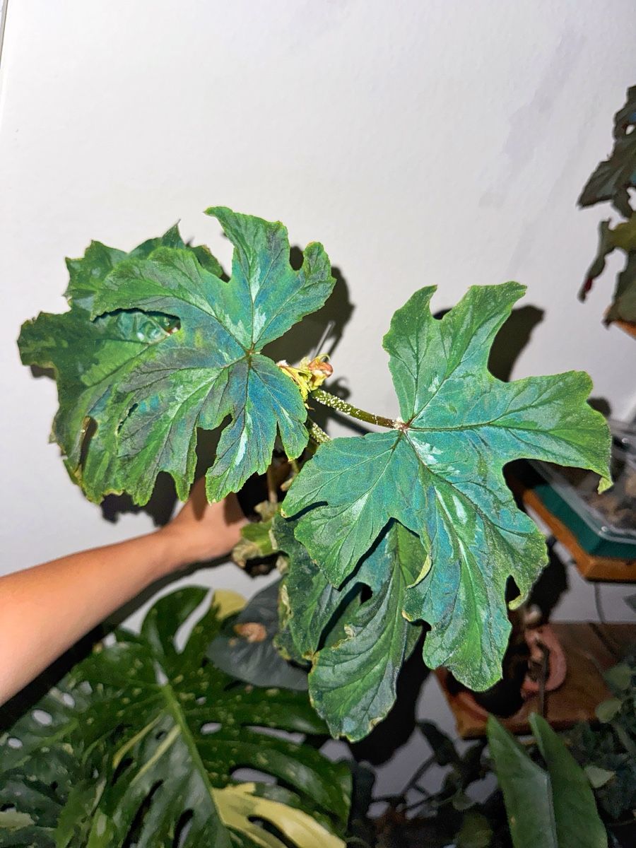 Piante & sementi: Begonia Leathermaniae – Nuovo (secondo la descrizione) da Bern venduto da Lucas_Ma 1