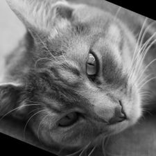 Profile image of Smexi