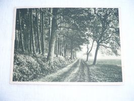 1932 Postkarte SJV Motiv "Am Waldrande" SBK 186