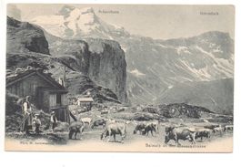 BALMALP an der Klausenstrasse - Familie mit Kühen