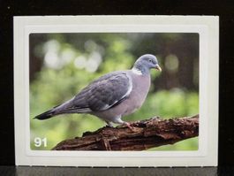 MIGROS MANIA Nature Detectives Nr. 91