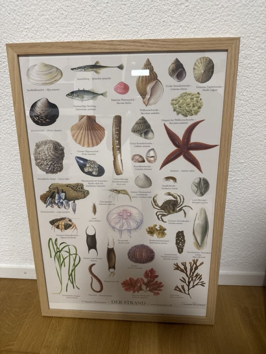 Foto & Immagini: Wunderschöner Kunstdruck "Der Strand" mit Holzrahmen! – Usato da Münchenbuchsee venduto da LuiConte