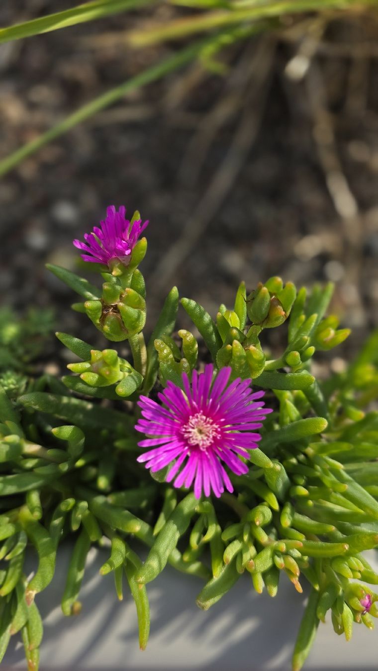 Piante & sementi: Delosperma cooperi Pink; winterhart – Nuovo (secondo la descrizione) da Zürich venduto da The_Plant_Wizard 3
