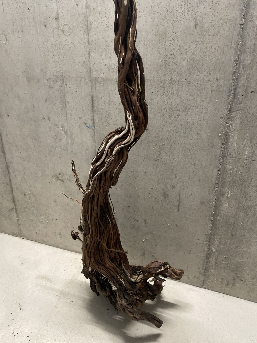 Terrario: Terrarium Holz/Ast – Usato da Zürich venduto da Laurin_23 1