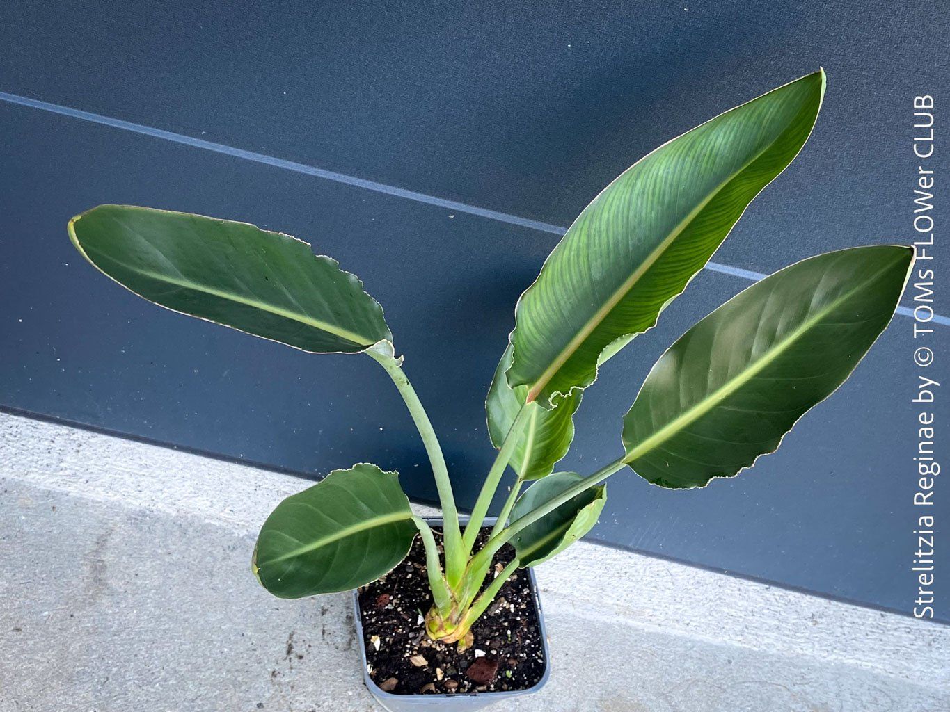 Plantes & graines: Strelitzia Reginae - 100cm - für Deinen Garten oder Balkon – Neuf avec emballage d'origine à Adliswil par asTOMas963 6