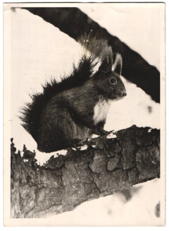 Fotografie &  Plakate: Fotografie Eichhörnchen hat im Winter s – Gebraucht aus Berlin von bartko-reher