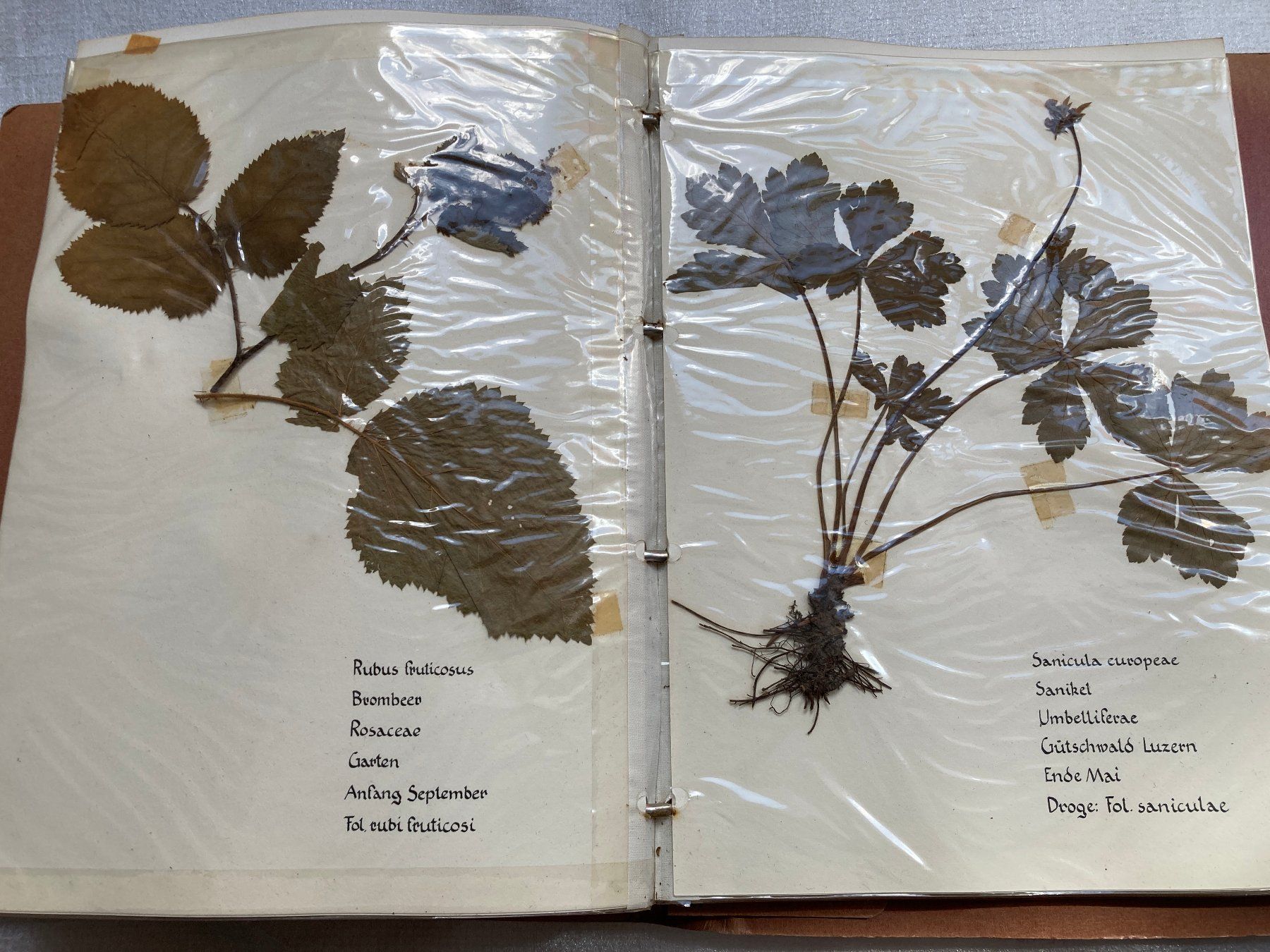Libri: Botanisches Herbarium mit Heilpflanzen – Usato da Horgen venduto da Goros 5