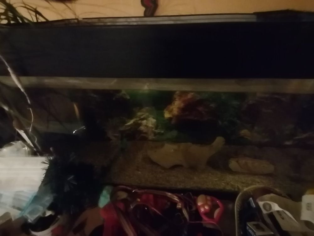 Auqarium mit pumpe Eheim professionel 3 Kaufen auf Ricardo
