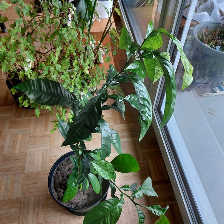 Orangenbaum, Früchte essbar, leicht bitter Kaufen auf Ricardo