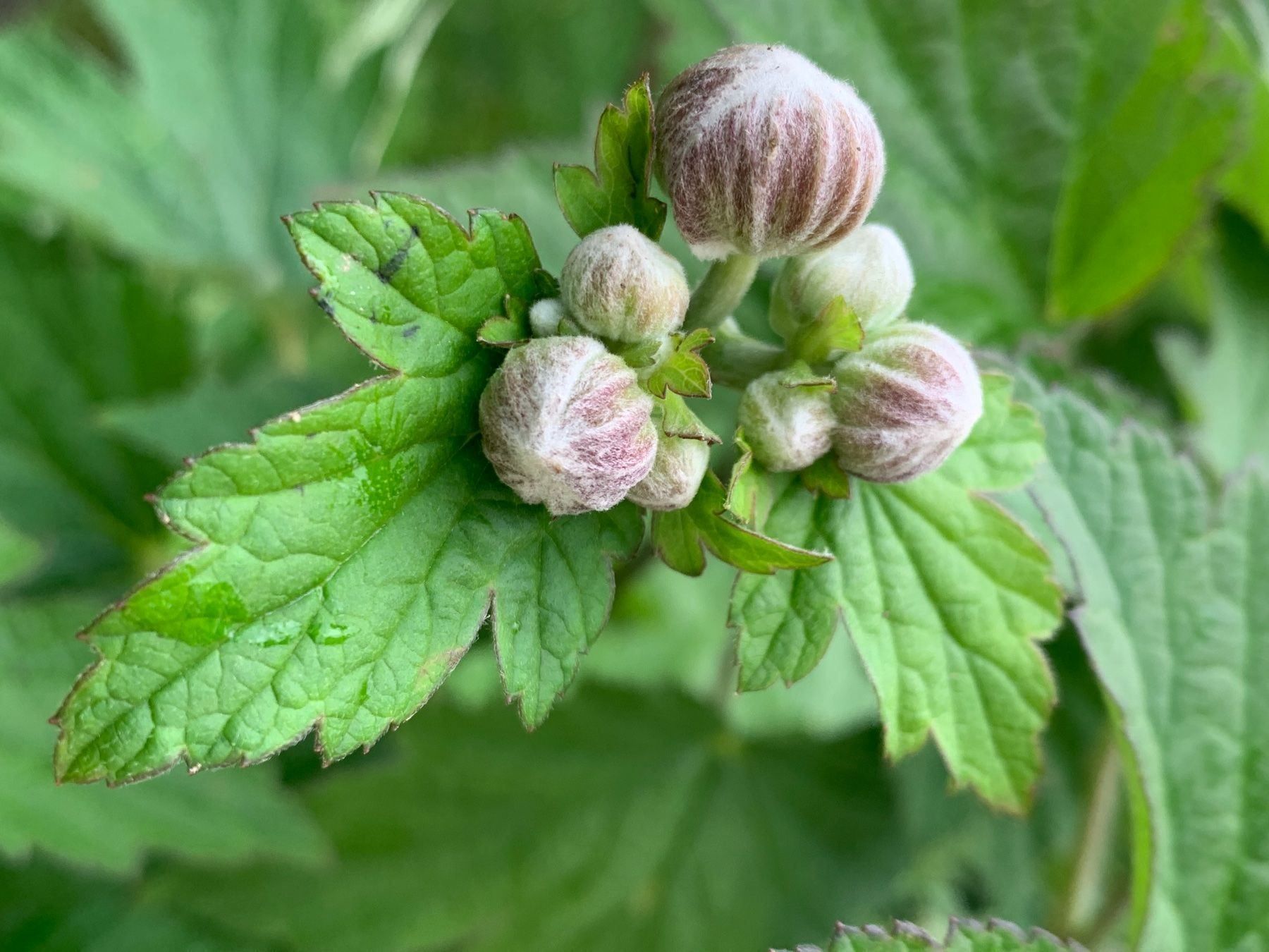 Piante & sementi: 2 Herbstanemonen rosa - Gartenpflanze winterhart – Nuovo (secondo la descrizione) da Auenstein venduto da mar_8mxd 4