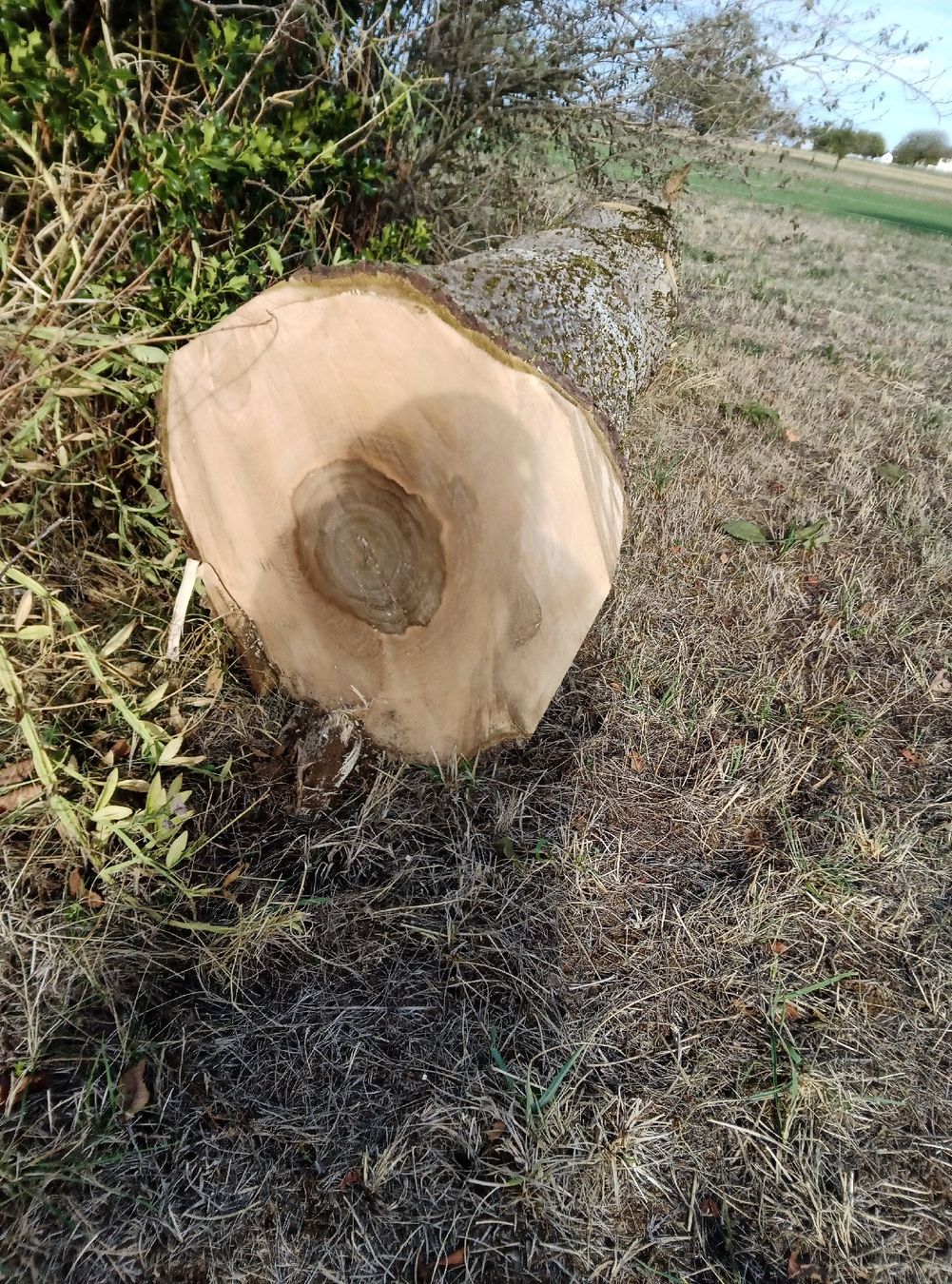 Holzartikel: Nussbaumstamm – Neu und originalverpackt aus Seltisberg von Michi6810 2