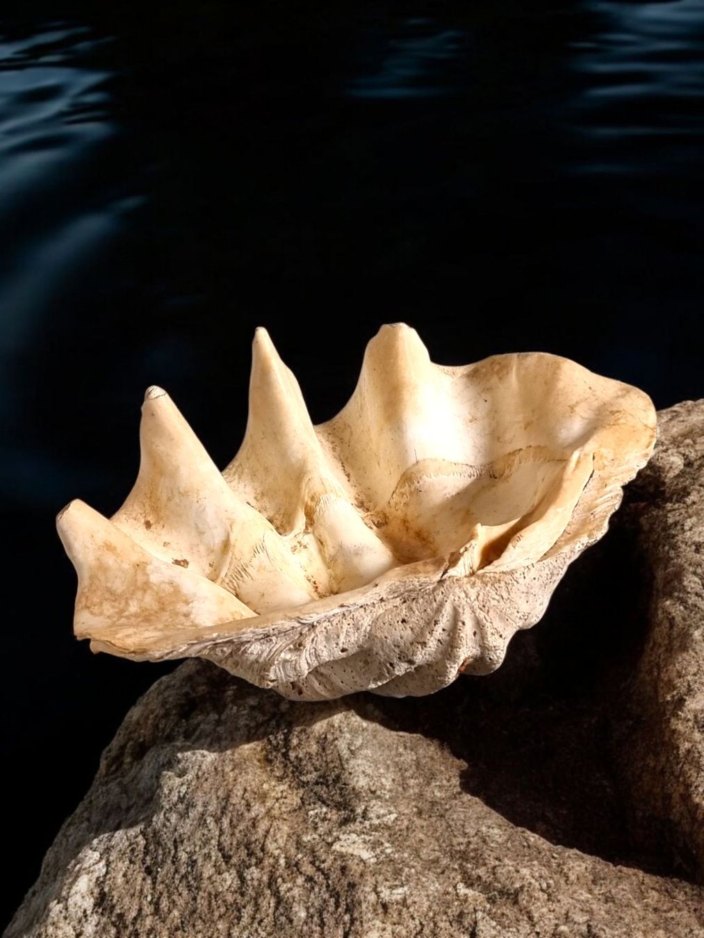 Fossilien: Riesenmuschel aus Indonesien – Gebraucht aus Zürich von Zuerichparis08 1