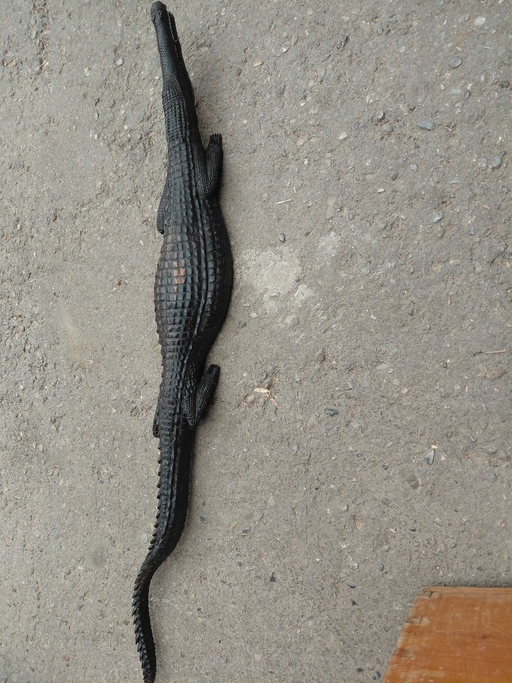Figuren: Krokodil aus Ebenholz – Gebraucht aus Ennetbühl von Marlon79 4