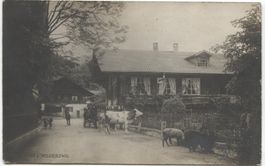 LANDWIRTSCHAFT/KUH 1920 Wilderwil BE