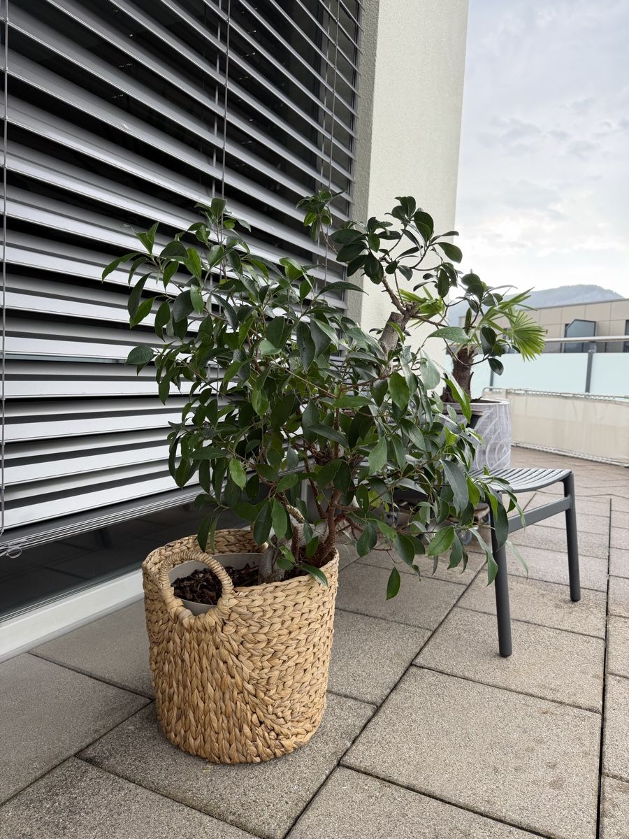 Piante & sementi: Bonsai Ficus 🪴  – Usato da Brunnen venduto da keusch19 4