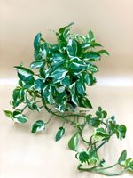 Epipremnum ‘N’Joy’ – Üppig & etabliert