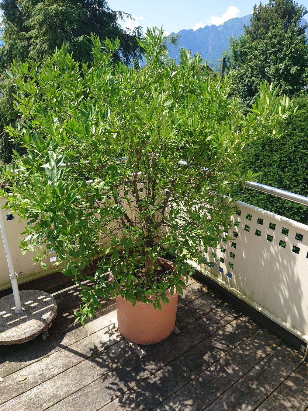 Pflanzen & Samen: Manderinenbaum, 160cm veredelt – Gebraucht aus Thun von Brumchli