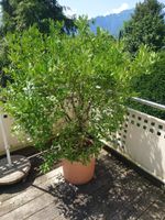 Manderinenbaum, 160cm veredelt