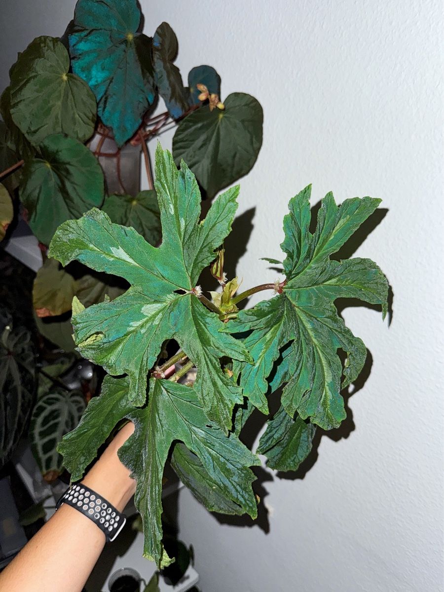 Pflanzen & Samen: Begonia leathermaniae – Neu (gemäss Beschreibung) aus Bern von plantlover_bern 2