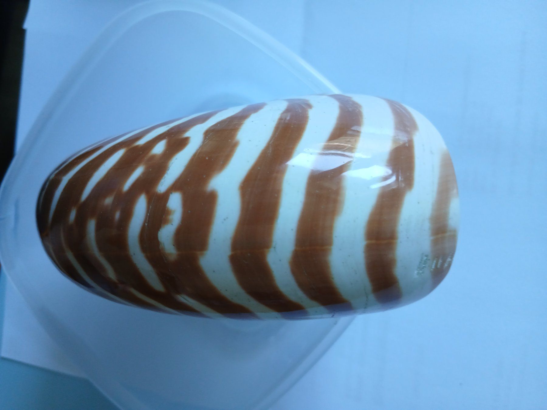Tutte le decorazioni: Nautilus Muschel – Usato da Zürich venduto da Mephisto87 9