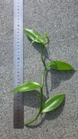 Echte Vanille – Vanilla planifolia Steckling🌿✨